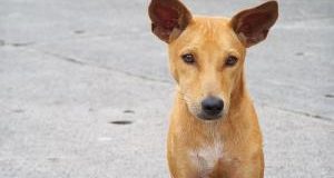 Microchip, annullare le dannose Linee guida dei Servizi veterinari di Agrigento e Caltanissetta