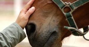 Con il Palio di Legnano (27 maggio) la città torna nel Medioevo. Ad Aprile morto un cavallo nelle prove