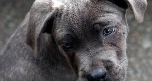 Udine, traffico cuccioli: confermata in appello condanna a 5 mesi per commerciante