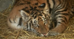 Emergenza esotici: trasferita in Germania tigre sequestrata a Napoli