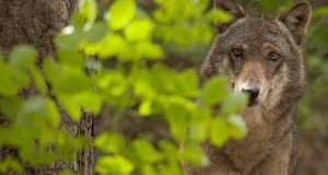 Bolzano, uccidere lupi non risolve il conflitto sul territorio. Replica a Dirigente Fauna selvatica