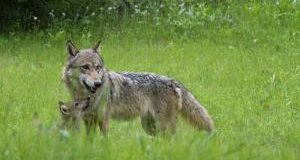 Trentino vuole via libera uccisione lupi e orsi: Governo impugni norma illegittima!