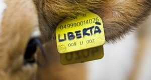Da Milano a Napoli, 18 e 19 giugno: due appuntamenti giuridici sui diritti animali