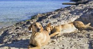 I Cani di Lampedusa: al via il progetto!