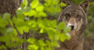 Trento approva legge “ammazza” lupi e orsi: chiediamo impugnazione a Presidente Conte e Ministro Costa