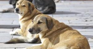 Lampedusa, allestimento ambulatorio veterinario: inizia fase operativa del progetto per i cani dell’Isola