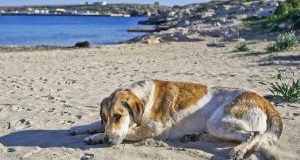 Lampedusa: veterinari e volontari in campo, presto un presidio permanente