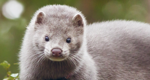 Una conquista storica: il Belgio chiude gli allevamenti di animali per pellicce