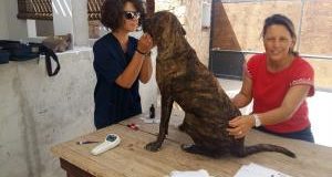 In missione per i cani di Lampedusa: primo bilancio e prossimi interventi