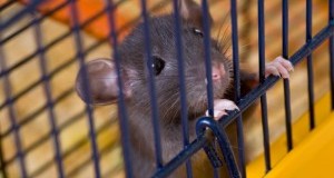 Anche la genomica dimostra che il topo non è un buon modello per l’uomo