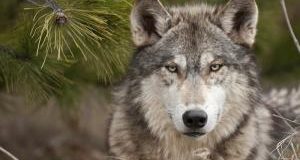 Proiettili di gomma e facce di bronzo: fallito il tentativo di sdoganare l’uso dei fucili contro i lupi