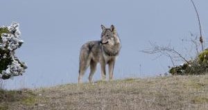 Lupi, anche la Toscana annuncia legge anti lupi, in contrasto con linea del Ministro Costa