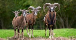 #IOVIVOQUI: il bilancio della campagna per fermare lo sterminio dei mufloni dell’Elba, presto nuove iniziative