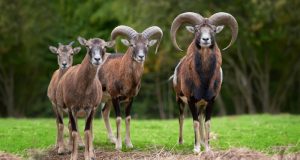 #IOVIVOQUI: il bilancio della campagna per fermare lo sterminio dei mufloni dell’Elba, presto nuove iniziative