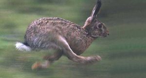 Ricorso al TAR contro la caccia a Lepri, Pernici sarde e Conigli selvatici