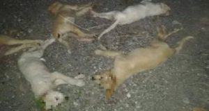 Strage di cuccioli a Messina: subito una legge contro i bocconi avvelenati