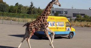 Giraffa morta a Imola: assolto il titolare del circo. Ricorreremo in Appello