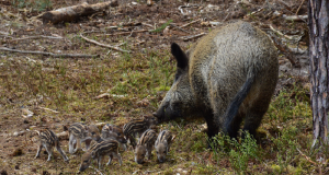 Caccia: il nostro bilancio di un’altra stagione di morte per animali e persone