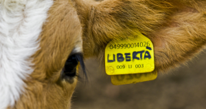 Gorgona, firmato protocollo d’intesa: niente più macellazioni