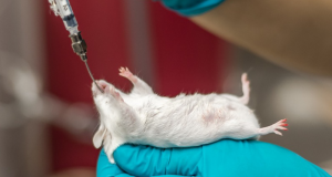 “Milleproroghe”, appello ai Deputati: stop a proroghe test animali sostanze d’abuso