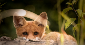 Bolzano: confermate condanne amministratori per uccisione di fauna