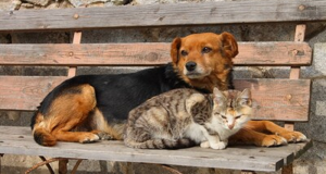 Milano, approvato nuovo Regolamento Tutela Animali: i pro e i contro