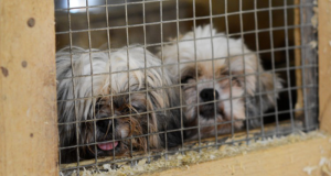 Traffico cuccioli, Parlamento UE chiede stop al commercio illegale di cani e gatti