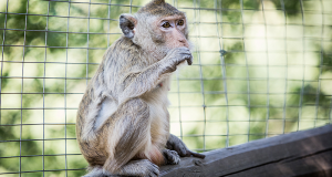 Macachi dell’Abatino: sosteniamo le “bambine”, salvate da sperimentazione