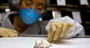 Vaccino antinfluenzale, LAV diffida Ministro Salute: no test animali, proseguire con metodi alternativi