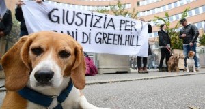 Processo Green Hill: dichiarazioni contraddittorie e sconcertanti da imputati, consulenti tecnici di parte e testimoni della difesa