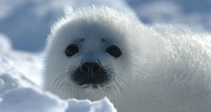 Norvegia, il Parlamento taglia le sovvenzioni ai cacciatori di foche