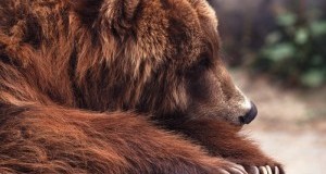 Orso "dannoso", ricorriamo contro la Provincia di Trento: delibera scellerata