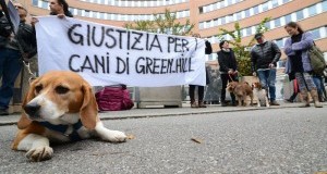 Processo Green Hill: udienza rinviata al 12 gennaio 2015