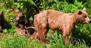 Daniza: Procura di Trento chiede archiviazione. La LAV depositerà richiesta di riapertura con rimozione del veterinario.