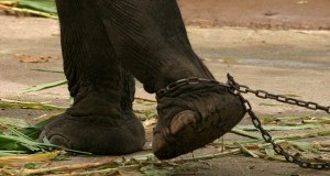 Dopo nostra denuncia il Tribunale di Milano condanna Livio Togni per detenzione di elefanti a catena
