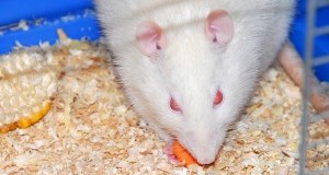 Esperimenti sui ratti: si testa persino il grano Kamut!