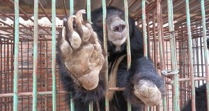 Sosteniamo l’appello di Animals Asia per la liberazione in Vietnam di 23 orsi reclusi