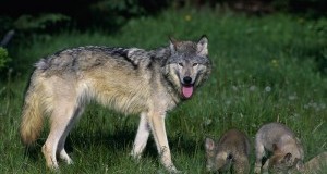 Uccisione di lupi e canidi: Procura di Grosseto indaghi a fondo