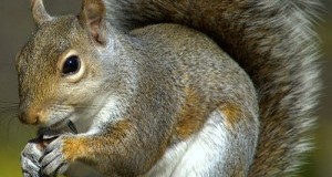 Umbria: sterminio scoiattoli grigi. Intervento inutile che provocherà migliaia di morti