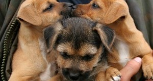 Trieste traffico cuccioli: Corte di Appello conferma condanna per maltrattamento. Soddisfatti come parte civile