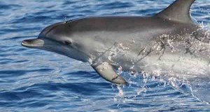 SOS delfini, la vera libertà è…in mare! Dolphin watching a Sanremo con Tethys