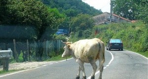 LAV diffida il Prefetto di Foggia: ritiri l’illegittima Ordinanza di abbattimento degli animali vaganti