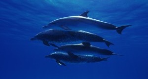 Un rifugio per delfini in Italia: la proposta di LAV e Marevivo