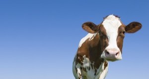 Conferenza Clima: l’industria della carne teme l’accordo di Parigi
