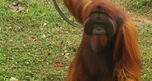 Diario dal Borneo: l’ultimo rifugio degli oranghi