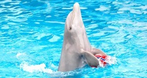 Inizia domani il processo al delfinario di Rimini per maltrattamento di animali