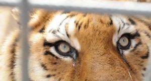 Rapporto Italia Eurispes 2016: un popolo veg e animalista