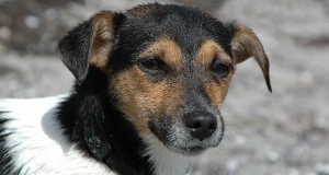 Irgoli (NU), cane trascinato con auto: no a “messa alla prova”, atto va punito