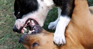 Palermo, combattimenti tra cani: al via il processo per sei imputati