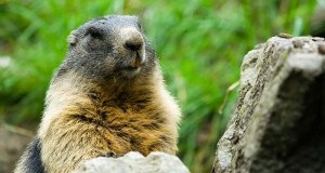 Trento e Bolzano: caccia libera a tutte le specie. Mattarella li fermi!